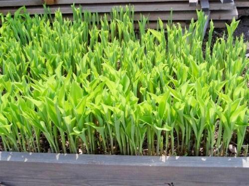 Как оградить ландыши. Навигация по записям