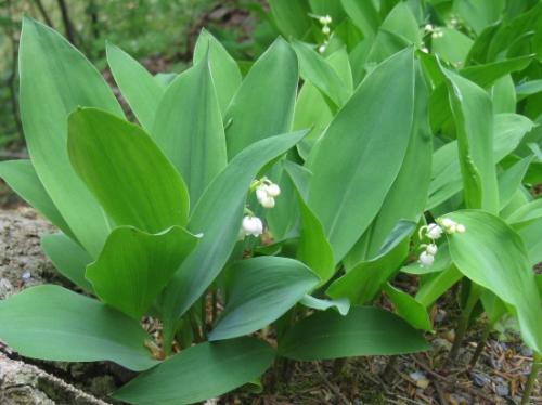 Ландыши в горшке. Как хранить ландыши в горшках