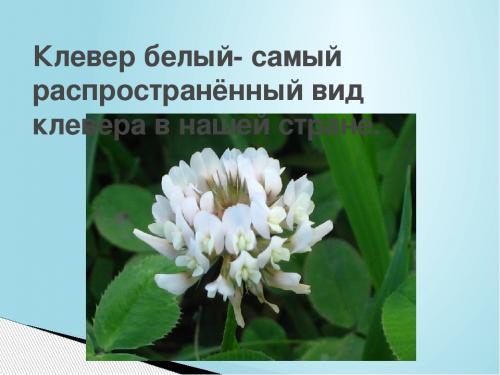 Разнообразие морфологических характеристик клевера ползучего 08 Разнообразие морфологических характеристик клевера ползучего 08