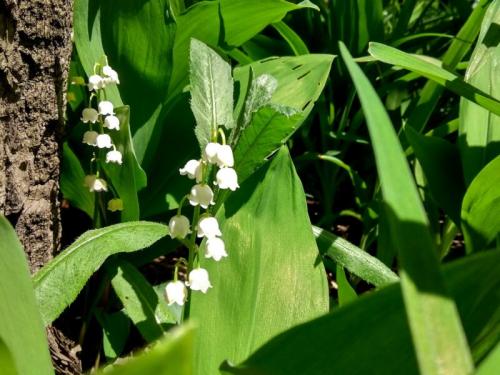 Как правильно выкопать ландыши в лесу и посадить их на участке. Ландыши: как вырастить символ весны в своем саду 16