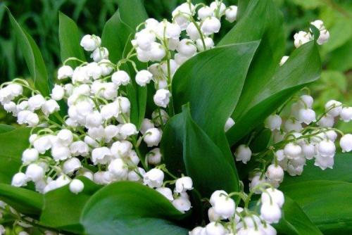 Садовые ландыши. Ландыши (50 фото): виды, посадка и правильный уход