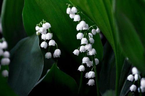 Садовые ландыши. Ландыши (50 фото): виды, посадка и правильный уход