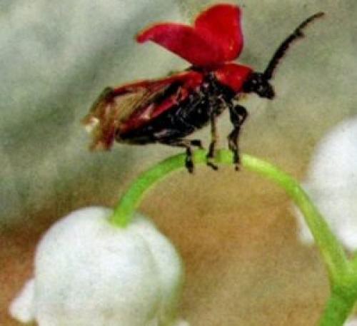 Как посадить ландыши.  Защита ландышей от вредителей и болезней