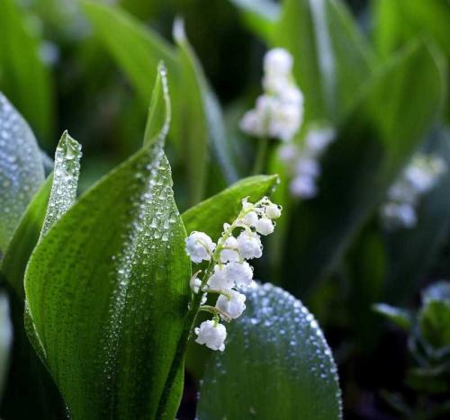 С чем можно сажать ландыши. Ландыши: ТОП-110 фото, описание сортов. Особенности посадки ландышей в саду. Уход за цветком во все времена года. Свойства и польза ландышей