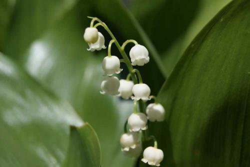 С чем можно сажать ландыши. Ландыши: ТОП-110 фото, описание сортов. Особенности посадки ландышей в саду. Уход за цветком во все времена года. Свойства и польза ландышей