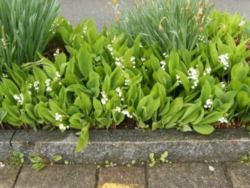 С чем можно сажать ландыши. Ландыши: ТОП-110 фото, описание сортов. Особенности посадки ландышей в саду. Уход за цветком во все времена года. Свойства и польза ландышей