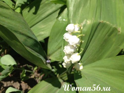 Как вырастить ландыши из семян. Ландыши: посадка и уход в домашних условиях