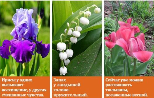 Посадка дубков осенью. Осень — время для пересадки многолетних цветов