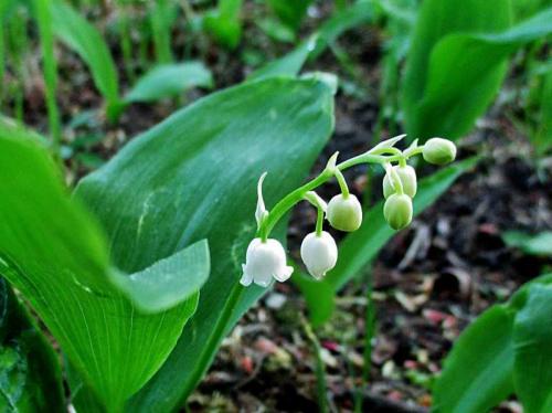 С чем можно сажать ландыши. Ландыши: ТОП-110 фото, описание сортов. Особенности посадки ландышей в саду. Уход за цветком во все времена года. Свойства и польза ландышей