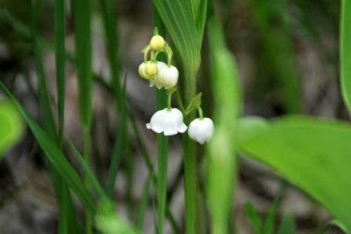 С чем можно сажать ландыши. Ландыши: ТОП-110 фото, описание сортов. Особенности посадки ландышей в саду. Уход за цветком во все времена года. Свойства и польза ландышей