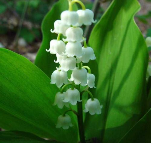 С чем можно сажать ландыши. Ландыши: ТОП-110 фото, описание сортов. Особенности посадки ландышей в саду. Уход за цветком во все времена года. Свойства и польза ландышей