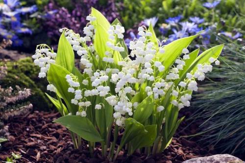 С чем можно сажать ландыши. Ландыши: ТОП-110 фото, описание сортов. Особенности посадки ландышей в саду. Уход за цветком во все времена года. Свойства и польза ландышей