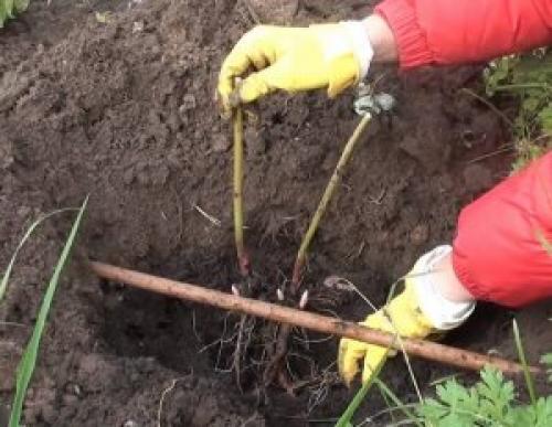 Как пересадить пион из горшка в грунт. Пересадка в горшки