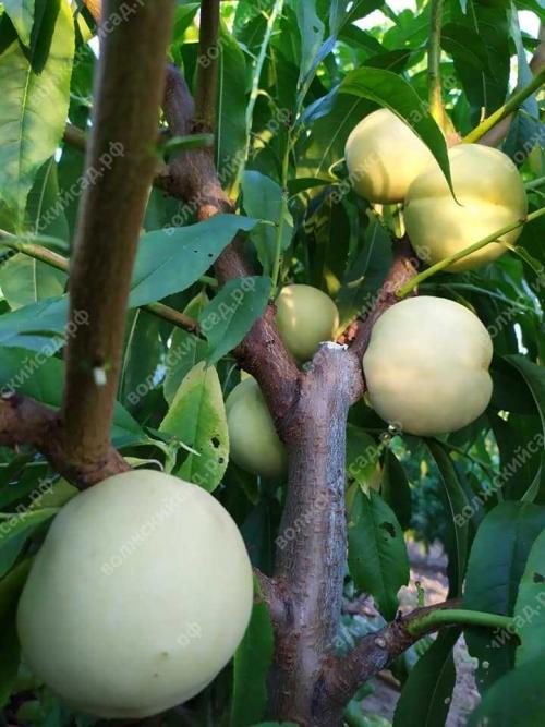 Персик Донецкий Ранний: История и особенности сорта 15 Персик Донецкий Ранний: История и особенности сорта 15