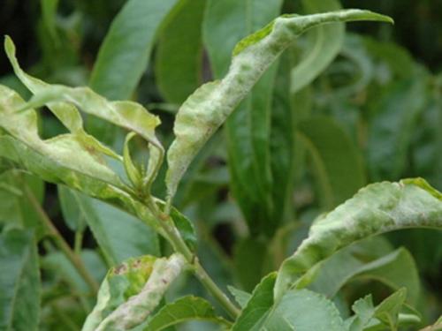 Какие заболевания могут поражать Персик Донецкий Ранний. Болезни листьев