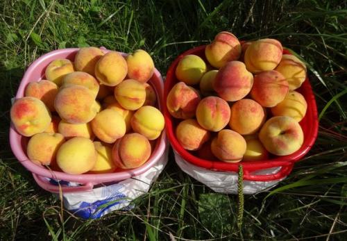 Как отличить Персик Донецкий Ранний от других сортов персиков. Морозостойкие сорта персика и нектарина