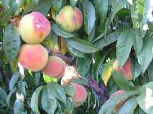 Персик Донецкий Ранний: История и особенности сорта 13 Персик Донецкий Ранний: История и особенности сорта 13