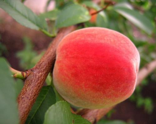 Как отличить Персик Донецкий Ранний от других сортов персиков. Морозостойкие сорта персика и нектарина