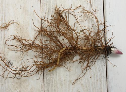 Как вырастить ландыши в домашних условиях. Выгонка ландышей: секреты выгонки в разное время