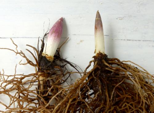 Как вырастить ландыши в домашних условиях. Выгонка ландышей: секреты выгонки в разное время