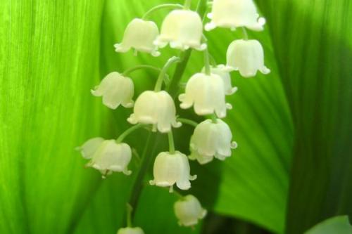 Когда собирать семена ландыша. Эти милые ландыши...