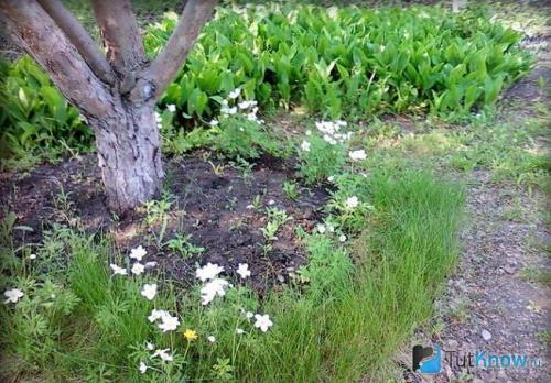 Вырастить ландыши из семян собранных в лесу. Ботаническое описание ландыша 02 Вырастить ландыши из семян собранных в лесу. Ботаническое описание ландыша 02