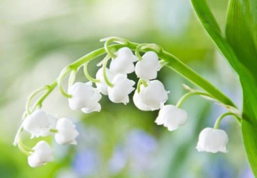 Когда собирать семена ландыша. Как посадить майские ландыши из семян: краткое руководство