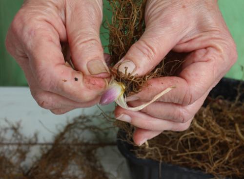 Как вырастить ландыши в домашних условиях. Выгонка ландышей: секреты выгонки в разное время