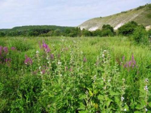 Луговые растения и травы: их роль в экосистеме и значение для человека 03 Луговые растения и травы: их роль в экосистеме и значение для человека 03