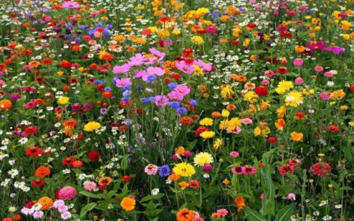 Луговые растения и травы: их роль в экосистеме и значение для человека 04 Луговые растения и травы: их роль в экосистеме и значение для человека 04