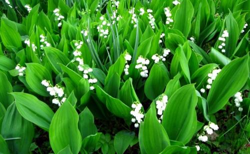 Как пересадить ландыши весной.  Потребности ландыша и выбор места для посадки