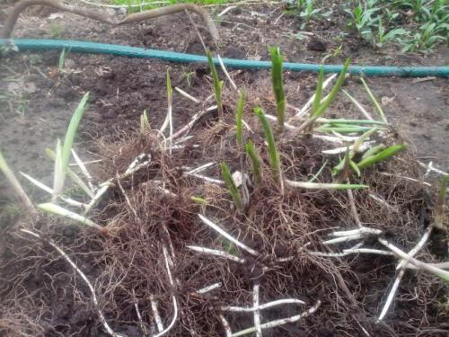 Можно ли косить ландыши. Как вывести ландыши с дачного участка — простые, но эффективные способы