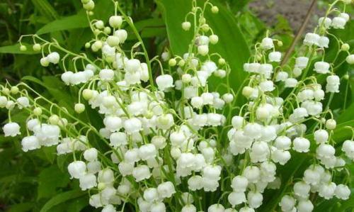 Как пересадить ландыши летом. Сроки и выбор места 05 Как пересадить ландыши летом. Сроки и выбор места 05