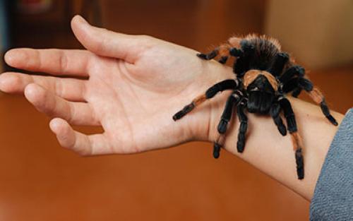 Восстановление после белой горячки. Три стадии белой горячки