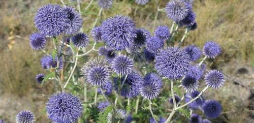 Воспитание мордовника: основные принципы и подходы 08