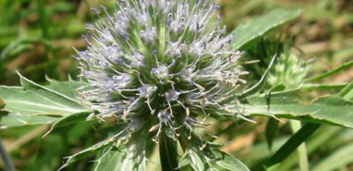 Воспитание мордовника: основные принципы и подходы 09