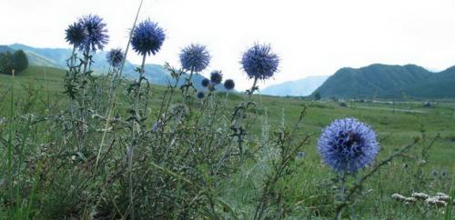 Воспитание мордовника: основные принципы и подходы 07
