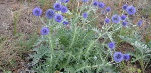 Воспитание мордовника: основные принципы и подходы 11