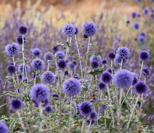 Как выбрать подходящий сорт мордовника для своего участка. Уход за мордовником