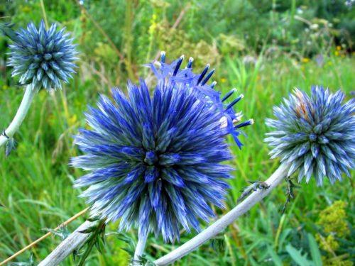 Как ухаживать за мордовником после посадки. Как вырастить мордовник