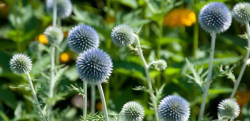 Воспитание мордовника: основные принципы и подходы 03