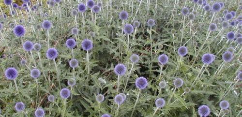 Воспитание мордовника: основные принципы и подходы 05