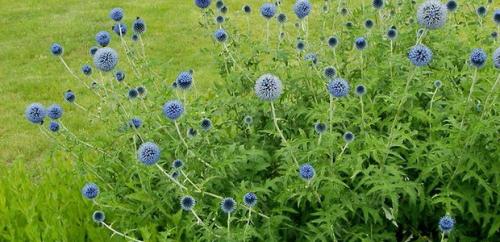 Воспитание мордовника: основные принципы и подходы 04