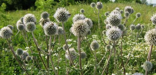 Воспитание мордовника: основные принципы и подходы 10