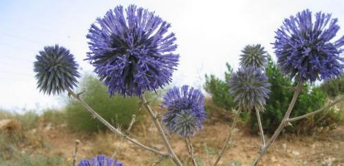 Воспитание мордовника: основные принципы и подходы 02