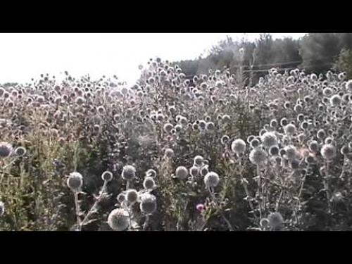 Что такое мордовник и какие его виды существуют. Мордовник: характеристика, виды, условия содержания