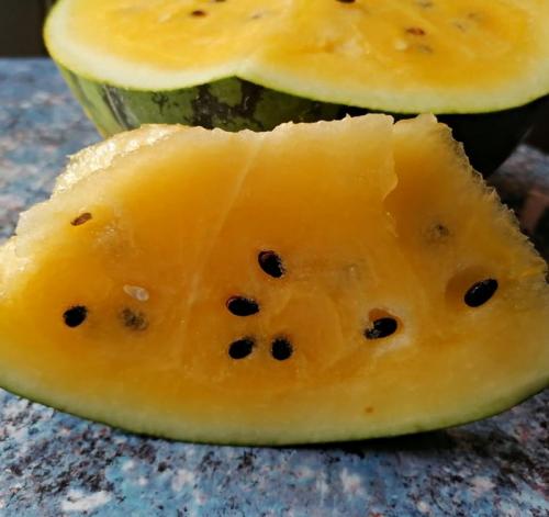 Желтый арбуз: история создания гибридного растения 02