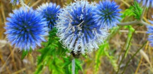 Воспитание мордовника: основные принципы и подходы 06