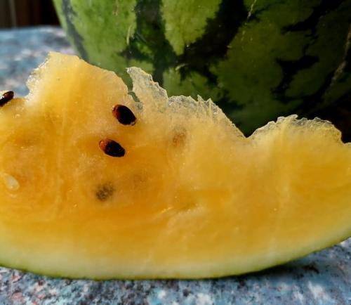 Желтый арбуз: история создания гибридного растения 05