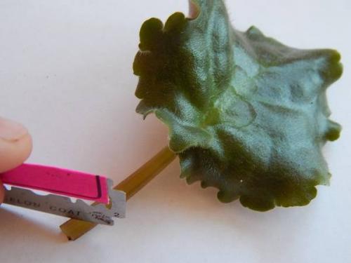 Какие условия необходимо создать для ее выращивания. Выращивание фиалок